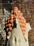 20868 Fruit and scaffolding.jpg